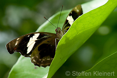 174 Feinschmecker - Catonephele numila